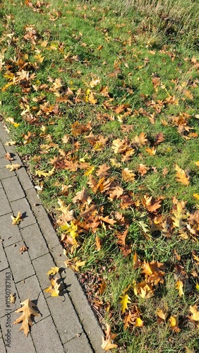 In the photo, bright yellow leaves are scattered across green grass, creating a striking color contrast. The leaves lie neatly, highlighting the beauty of the autumn season, while sunlight adds a warm
