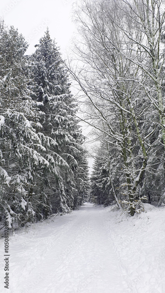 Obraz premium Much trees with snow in winter forest. Nature background.