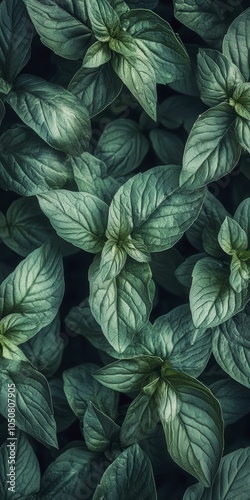 Wallpaper Mural Close-up of Lush Green Leaves with Intricate Texture Torontodigital.ca