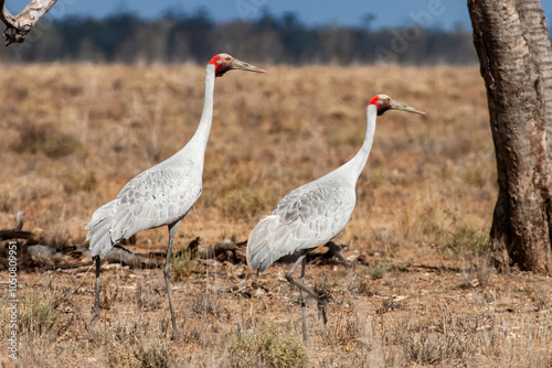 Pair of Australian Brolga's photographed in outback Queensland photo