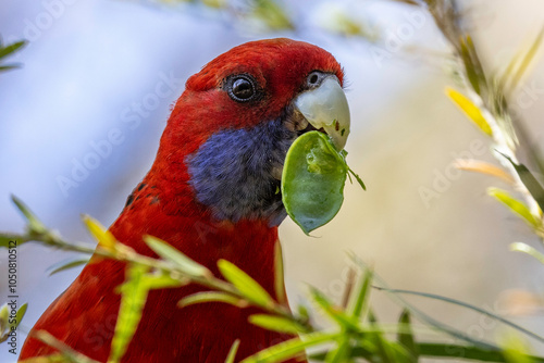 Australian Crimson Rosella feeding on seed pod photo