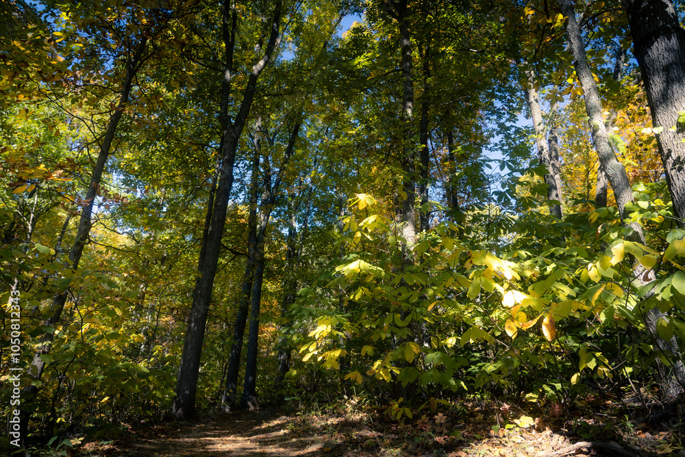Fototapeta premium autumn leaves in the park