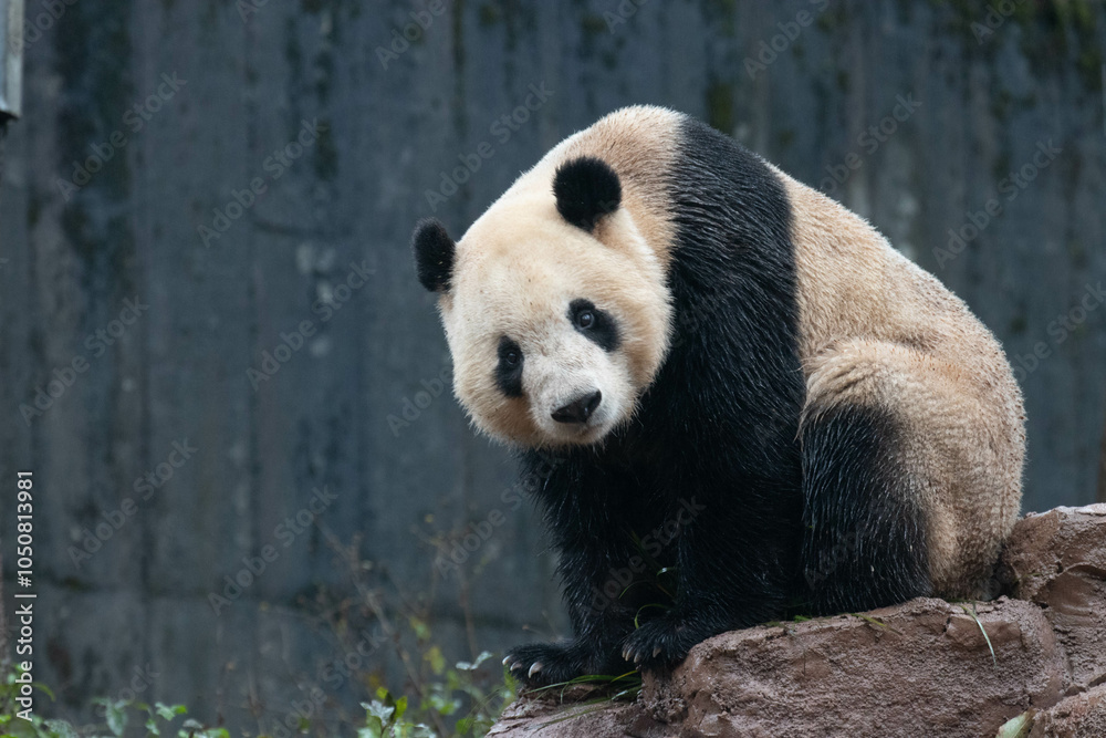 Obraz premium Curious Panda looking at the Camera