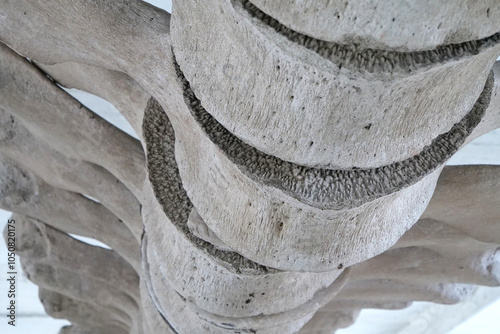 Big grey skeleton of big blue whale. Whale spine. Real whale bones. Balaenoptera photo