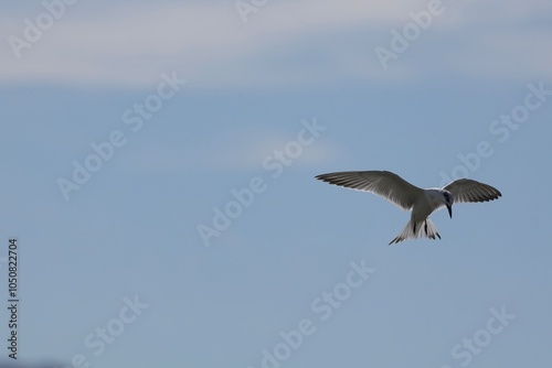 Forster Tern flying  photo