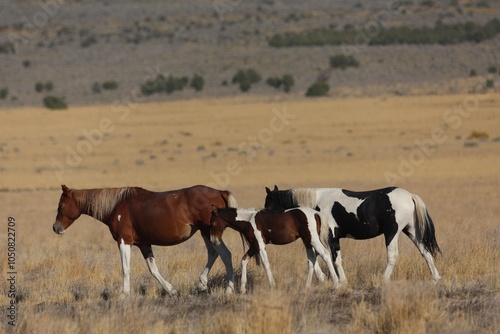 Wild Horses