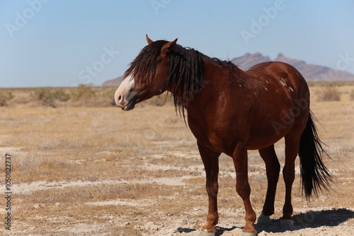 Wild horse in the west desert of Utah