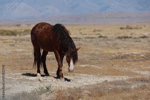 Wild horse in Utah