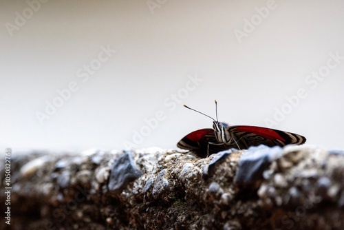 Eighty-eight butterfly on a rock wall