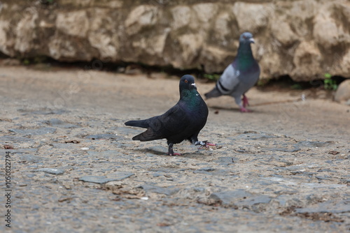 Pigeon