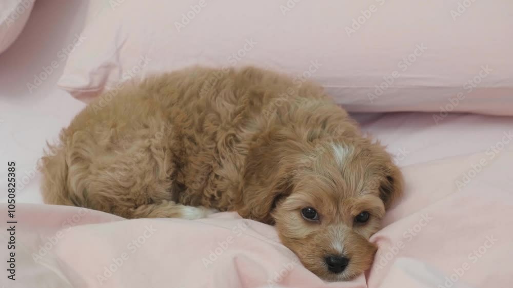 Cute puppy dog Cavapoo or Maltipoo is trying to fall asleep lying on the bed on pink sheets. Cute puppy dog Cavapoo or Maltipoo is trying to fall asleep lying on the bed on pink sheets.