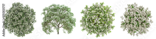 Collection of European Ash trees with flowers Top View isolated on transparent or white background