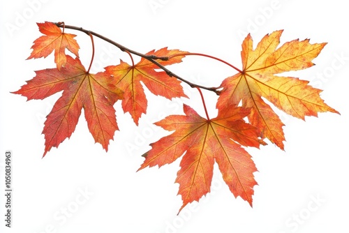 An autumn yellow maple leaf branch isolated on a white background