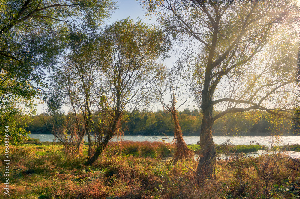 The river bank is densely overgrown with grass, various trees and shrubs, the evening autumn sun is shining brightly, a beautiful rural landscape The river bank is densely overgrown with grass, various trees and shrubs, the evening autumn sun is shining brightly, a beautiful rural landscape