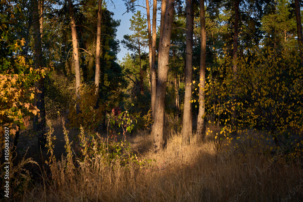 Fototapeta premium Autumn forest, mature tall pines, young maples and young oak shoots, beautiful autumn landscape