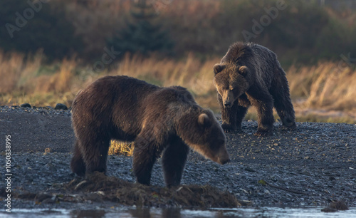 two bears