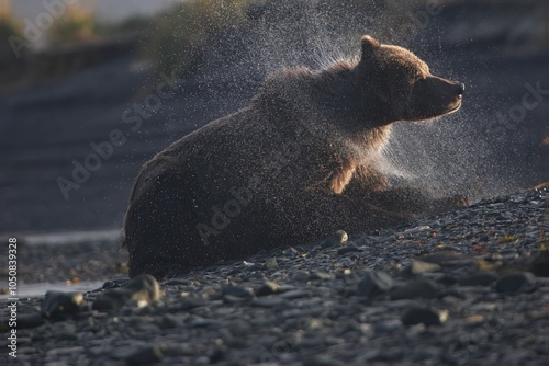 Kodiak bear on the river bank