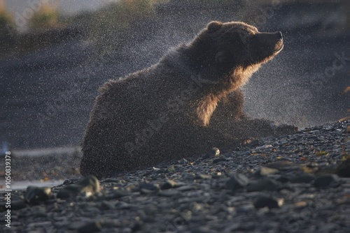 Kodiak bear on the river bank