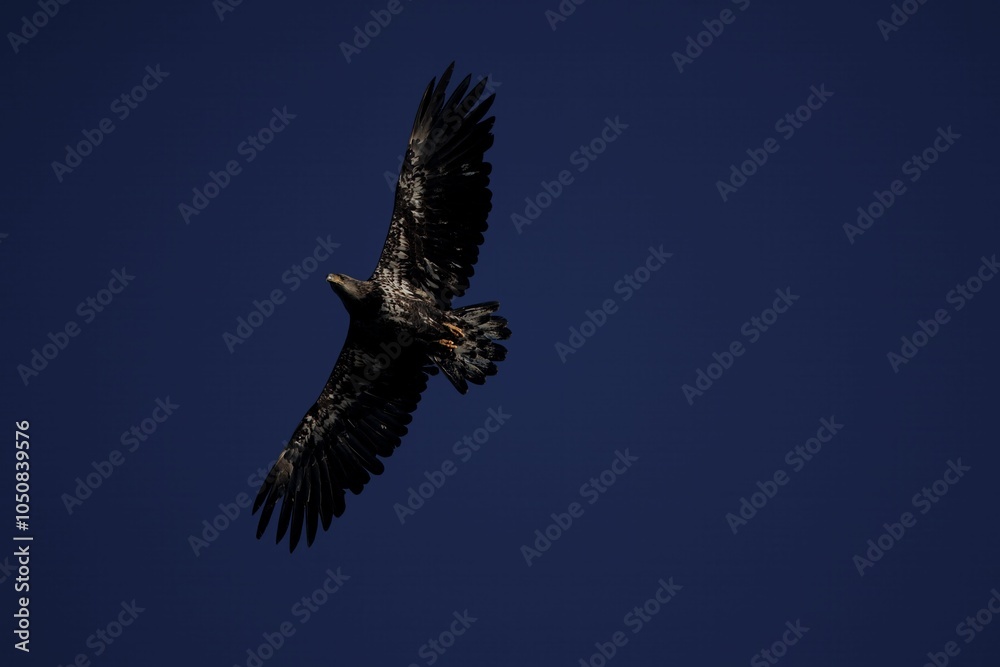 Fototapeta premium bald eagle in flight