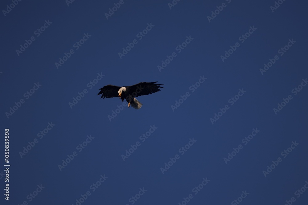 Fototapeta premium bald eagle in flight