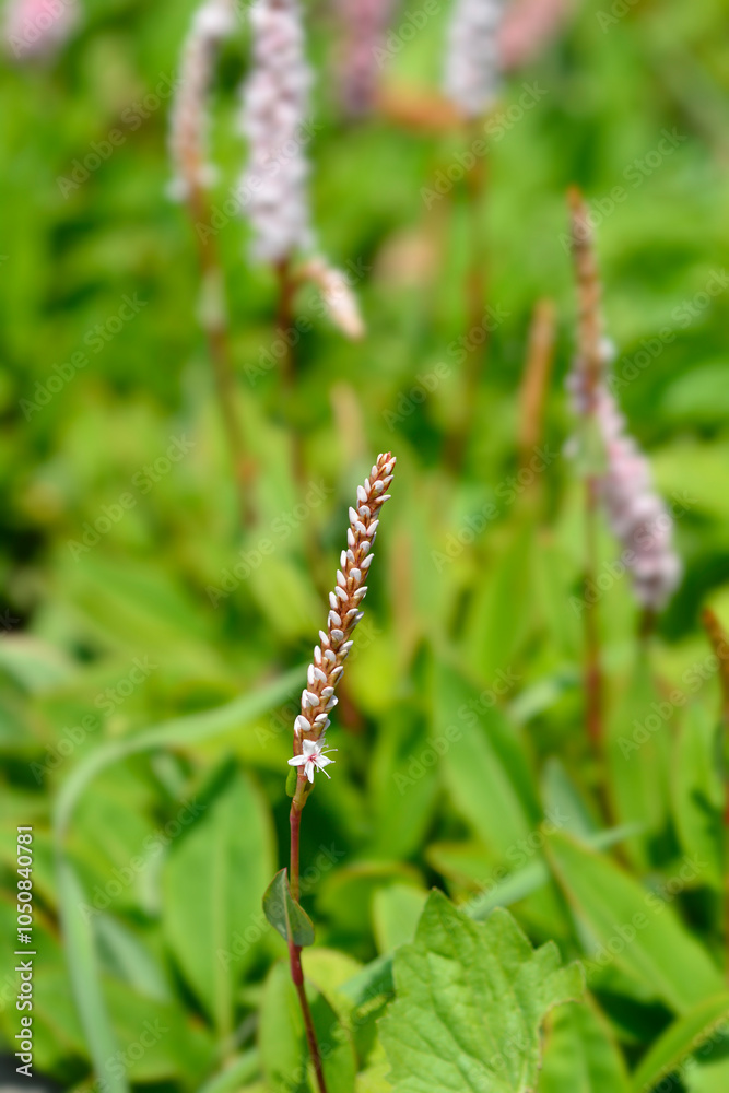 Fleece flower