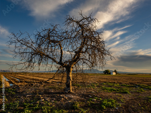 Sunset around the Albufera of Valencia (Spain) 