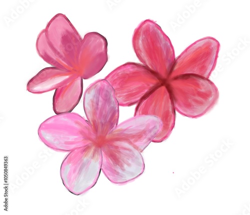 Pink frangipani flower isolated on white background