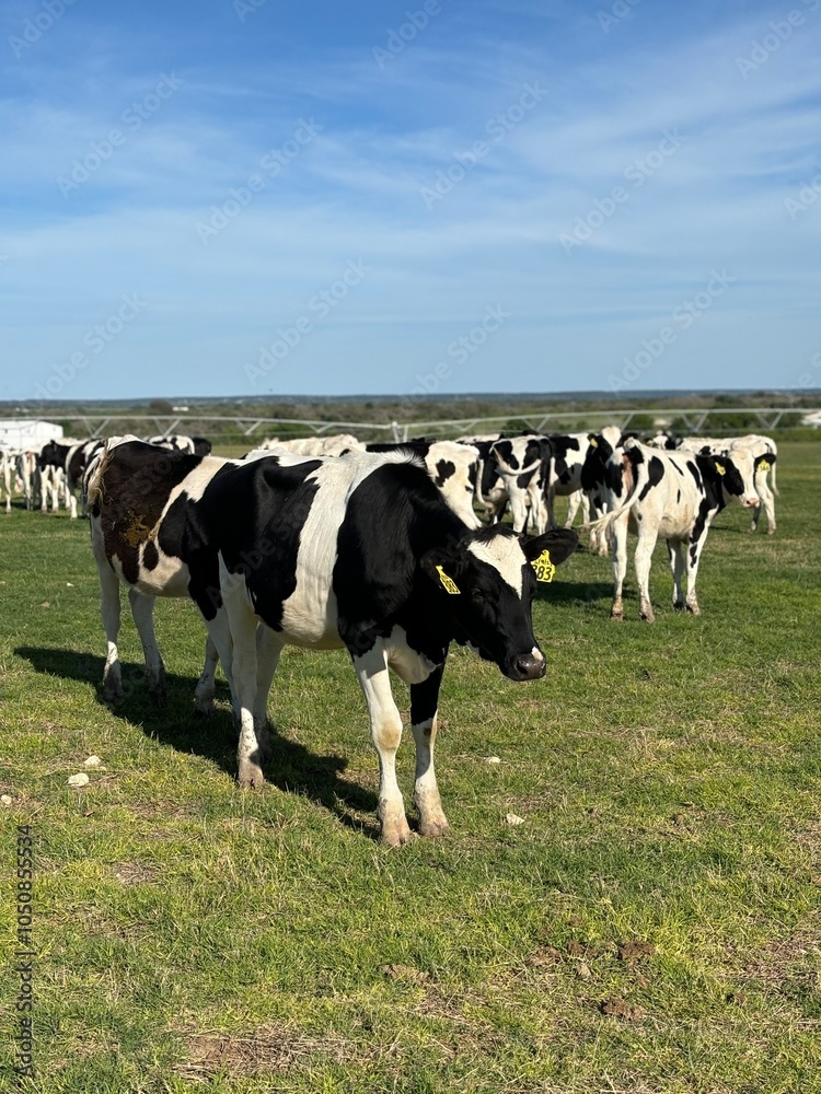 Curious cow in herd Curious cow in herd