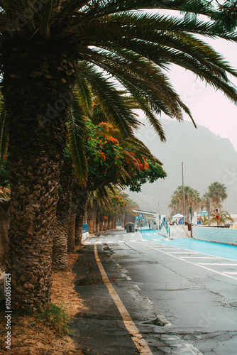 Palmenallee entlang der Promenade an einem nebligen Tag photo