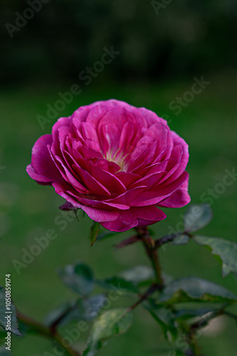 A vibrant pink rose in full bloom against a soft, green background, showcasing its lush petals and natural beauty.