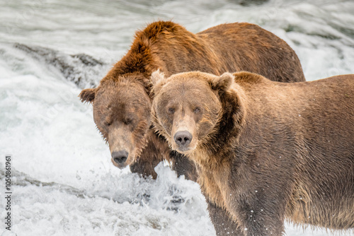 Wallpaper Mural Brown Bear Katmai National Park Torontodigital.ca