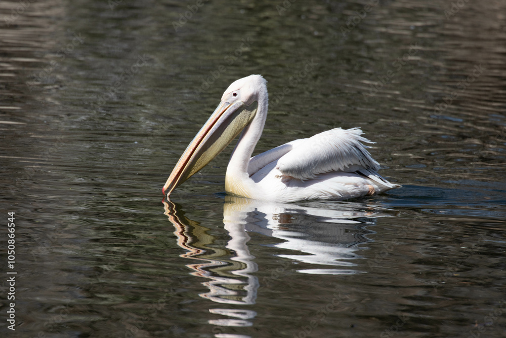 Waterfowl Concept, White Pelican floating in the lake Waterfowl Concept, White Pelican floating in the lake