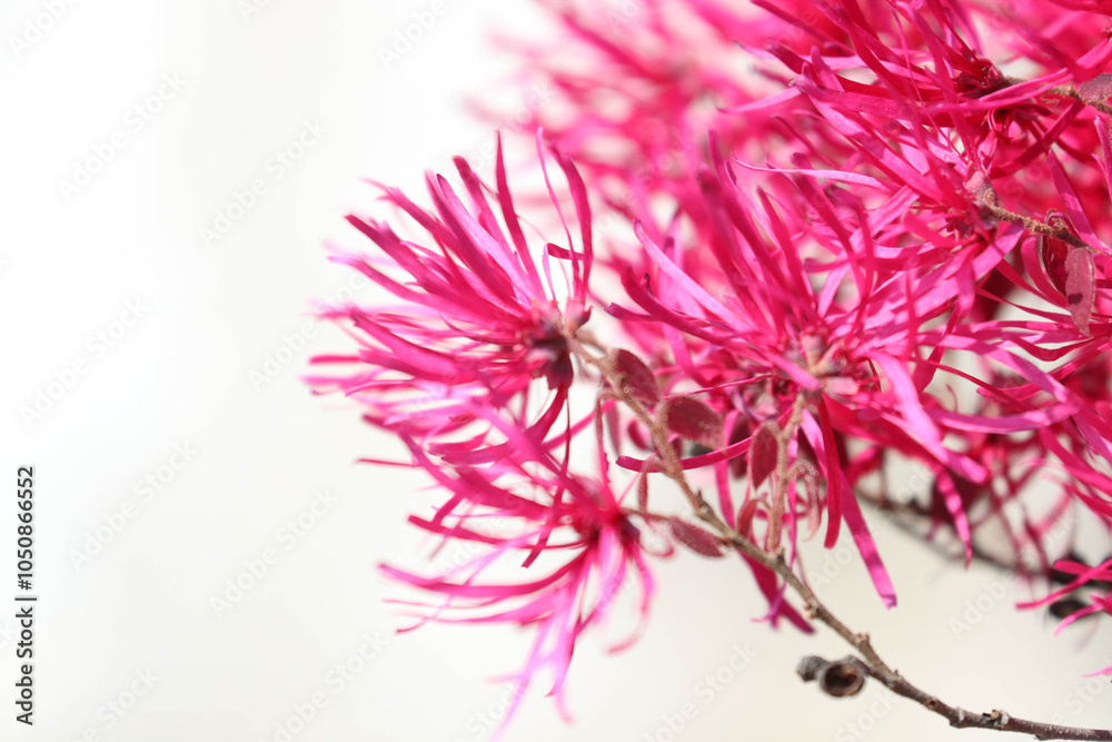 Summer Concept, Beautiful Bright Pink Flowers, Chinese fringe-bush (Loropetalum chinense Oliv.) Summer Concept, Beautiful Bright Pink Flowers, Chinese fringe-bush (Loropetalum chinense Oliv.)