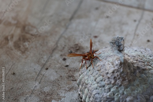 Executioner Wasp photo