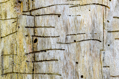 Worm lines in a dead tree photo