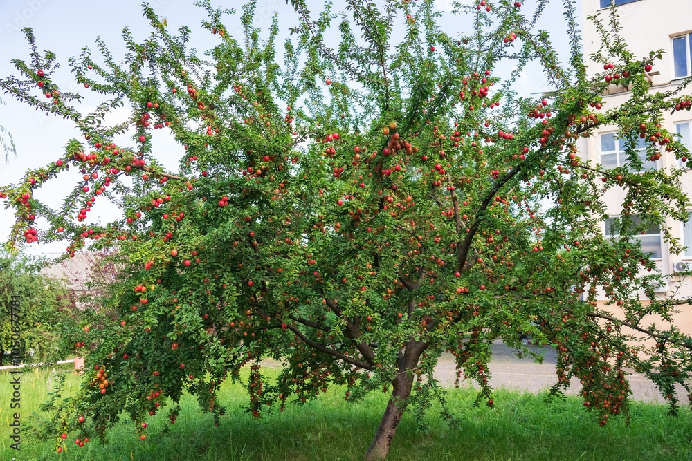 Naklejka premium plum tree with ripe bright purple plums