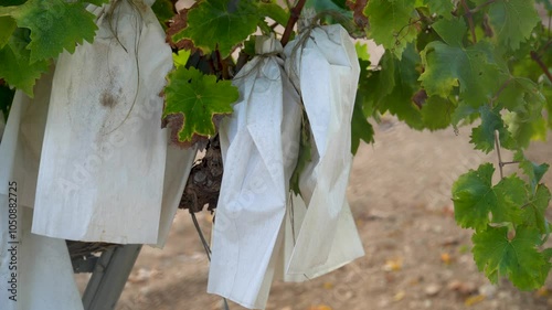 Sweet grapes protected in paper bags ripening on the vineyard. Real time video. photo