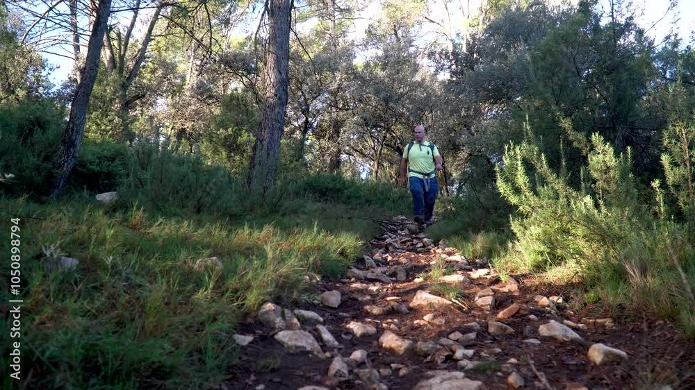 Hiker walking in the forest at morning, real time video. Hiker walking in the forest at morning, real time video.