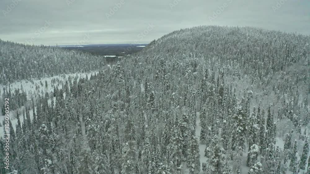Explore the serene beauty of a snow-covered forest landscape, showcasing tall pine trees blanketed in white, as hills gently rise in the background under a soft gray sky.	