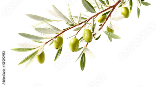 Beautiful Olive Tree Branches with Detailed Green Leaves on Neutral Background for Mediterranean Decor and Organic Designs photo