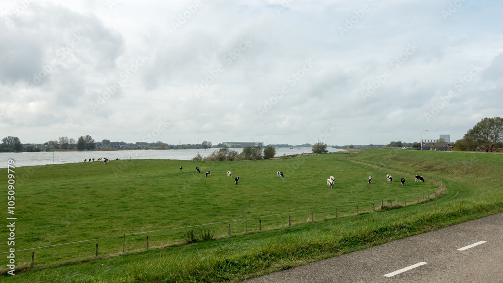 Dutch landscape with the river Waal and a field with cows grazing on an overcast day in Autumn Dutch landscape with the river Waal and a field with cows grazing on an overcast day in Autumn