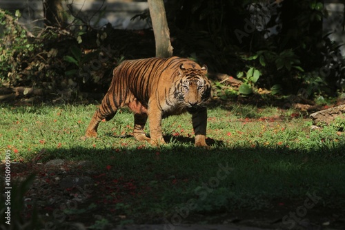 A Sumatran tiger is standing in the grass in the morning looking at the camera photo