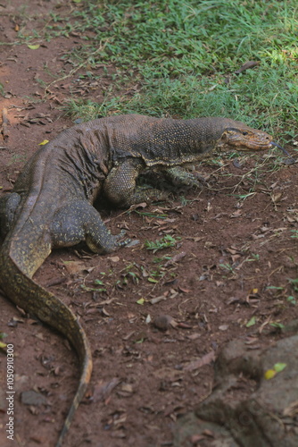 a salvator lizard crawling in the grass in the morning while looking back