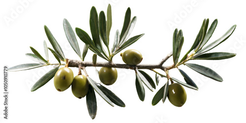 Mediterranean Olive Tree Branches on Calm Background with Rich Green Leaves for Organic Art and Culinary Branding photo