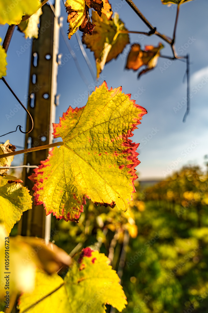 Obraz premium A Vibrant Yellow Grape Leaf in a Picturesque Autumn Vineyard Captured Beautifully