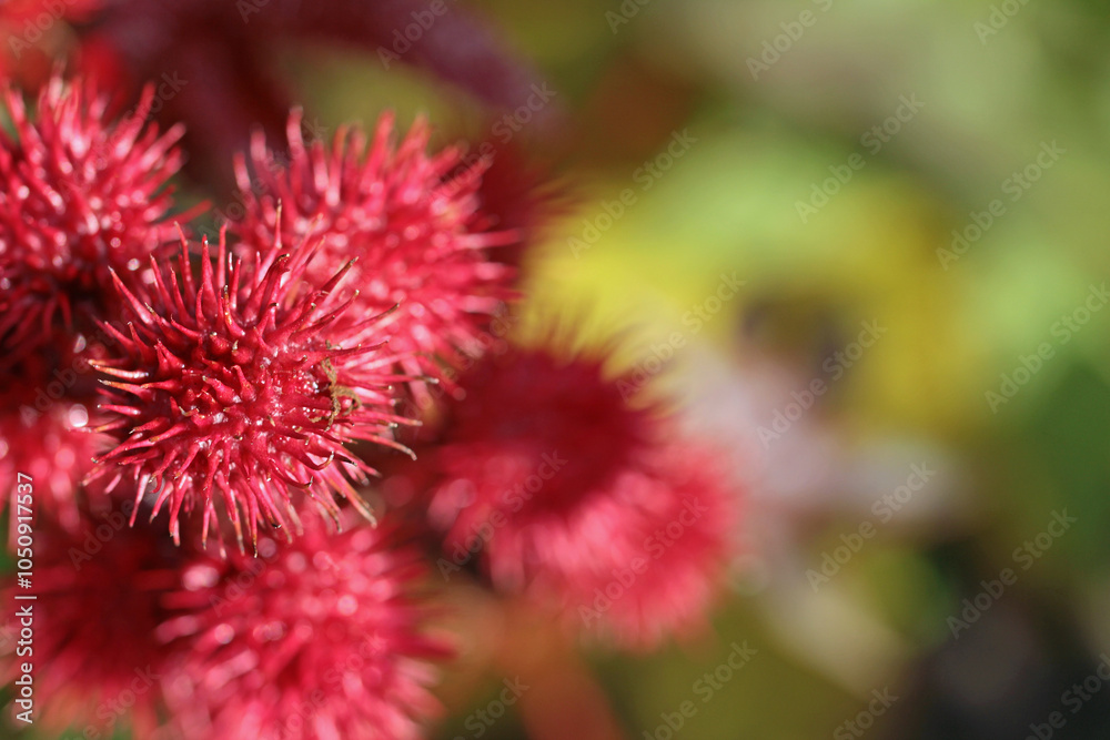 toxic plant, ricinus communis, or castor oil plant toxic plant, ricinus communis, or castor oil plant
