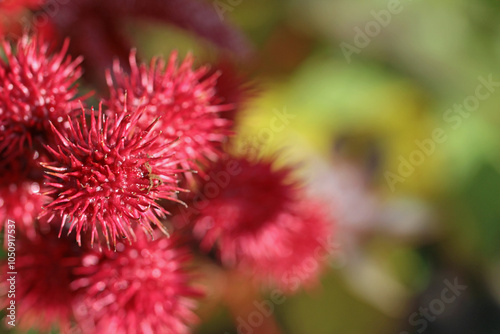 Konstfotografi toxic plant, ricinus communis, or castor oil plant