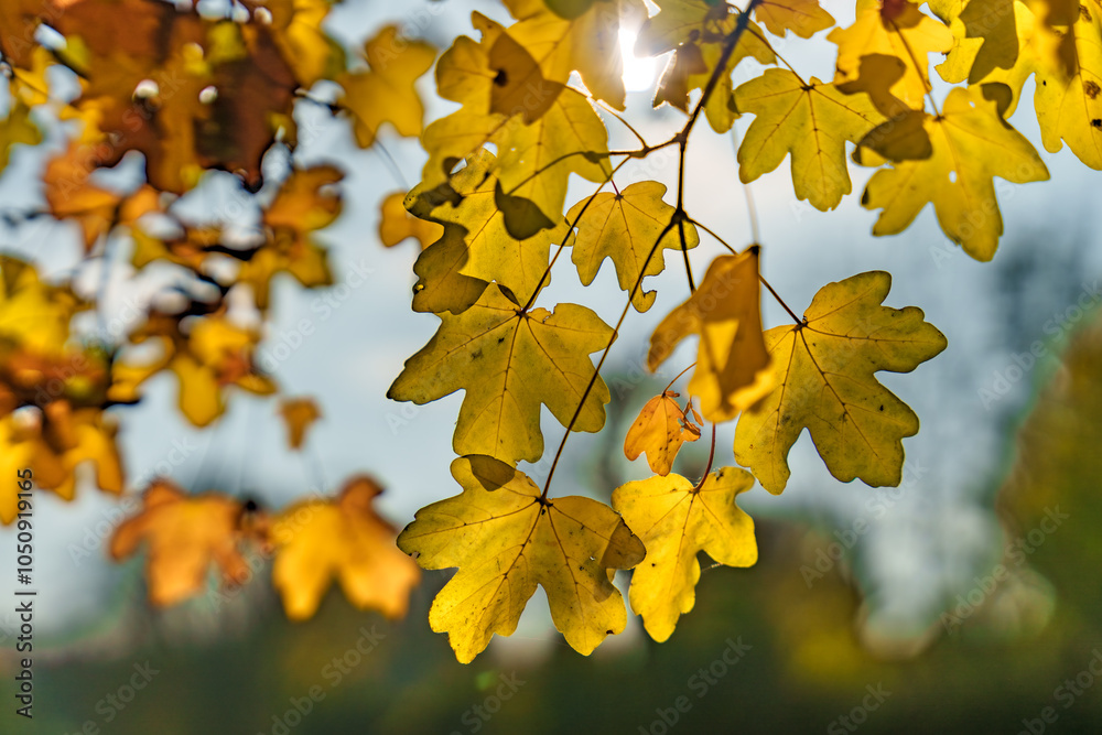 Obraz premium Vibrant Yellow Autumn Leaves Gracefully Against a Soft, Blurred Background for Impact