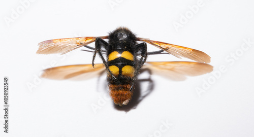 The mammoth wasp (Megascolia maculata) is a species of wasp belonging to the family Scoliidae in the order Hymenoptera. Scolia Male. photo