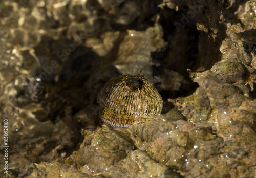 Tetraclita squamosa - Thatched barnacle. Balanus (Balanomorpha) is a genus of barnacles in the family Balanidae of the subphylum Crustacea. photo